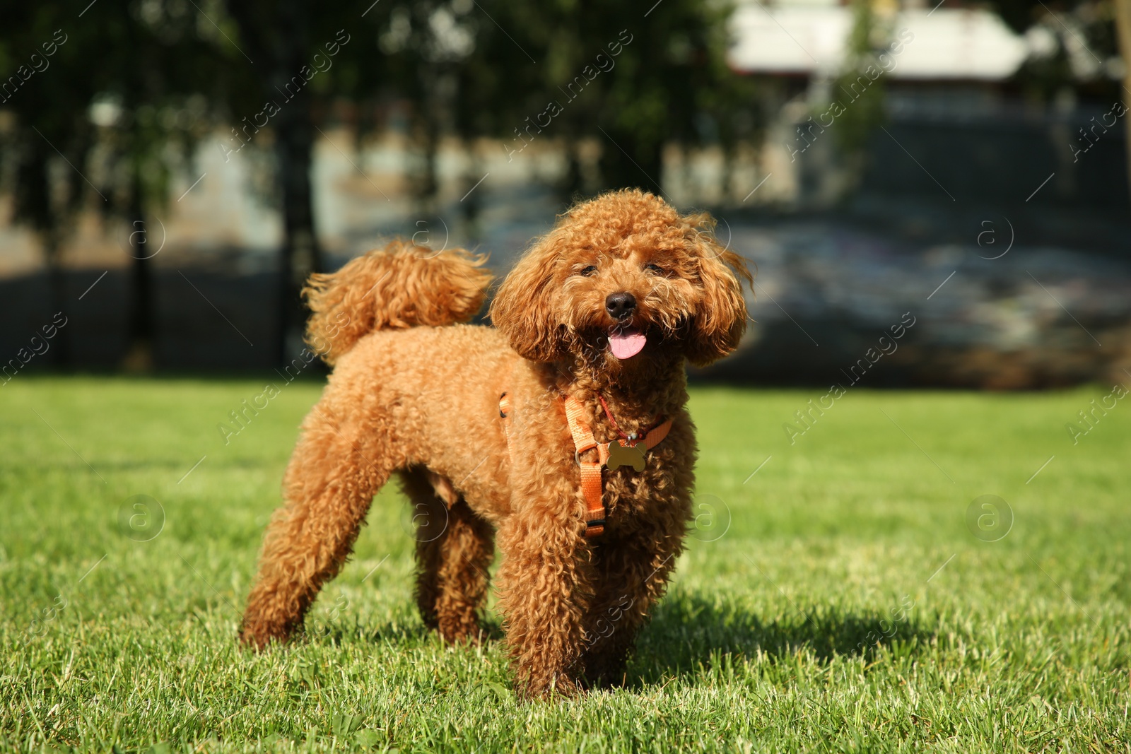 Photo of Cute Poodle on green grass outdoors. Dog walking