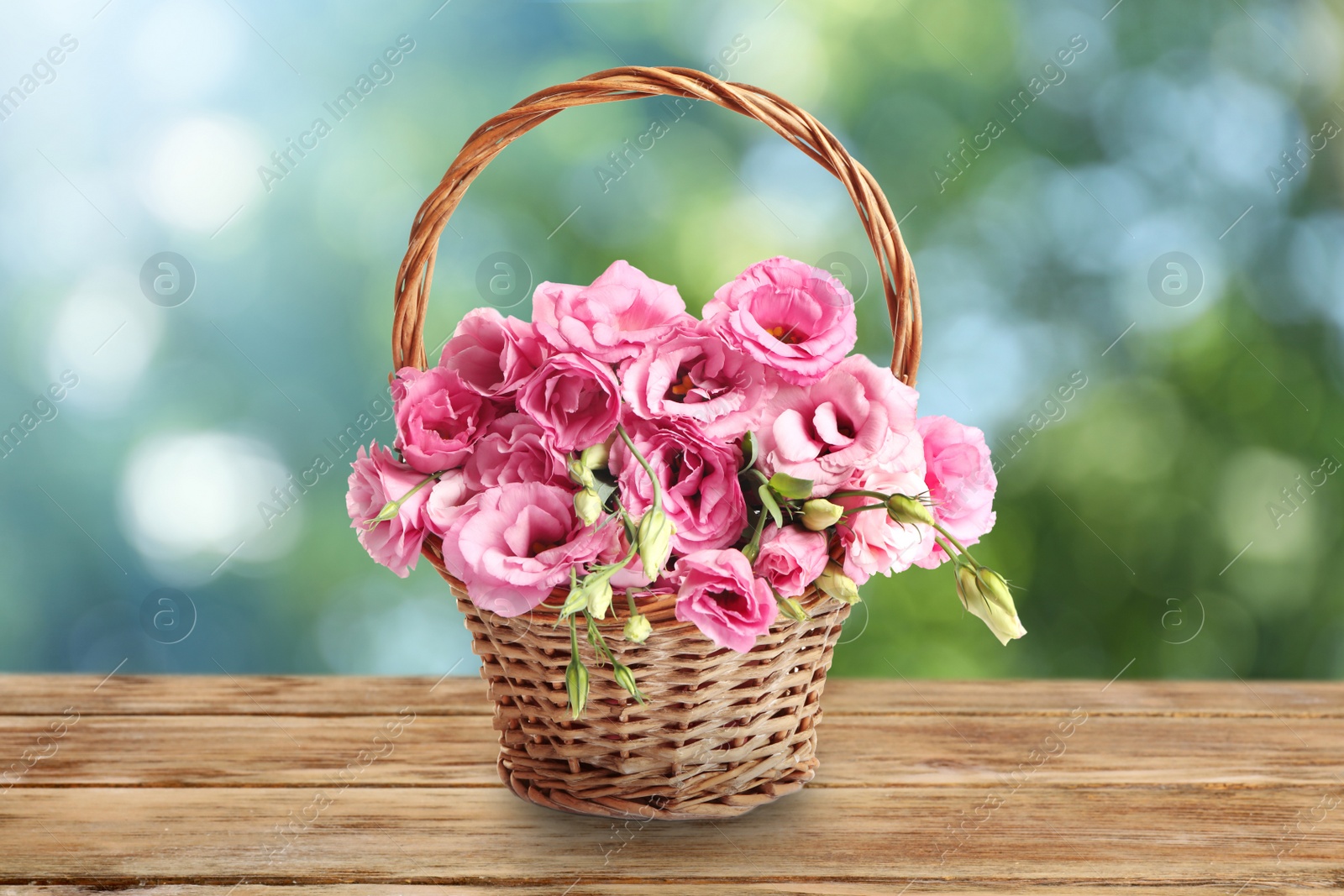 Image of Beautiful pink Eustoma flowers in wicker basket on wooden table outdoors. Bokeh effect