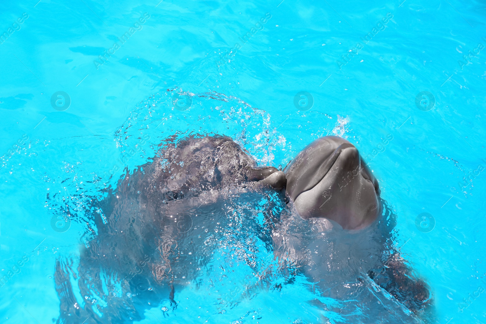 Photo of Dolphins swimming in pool at marine mammal park