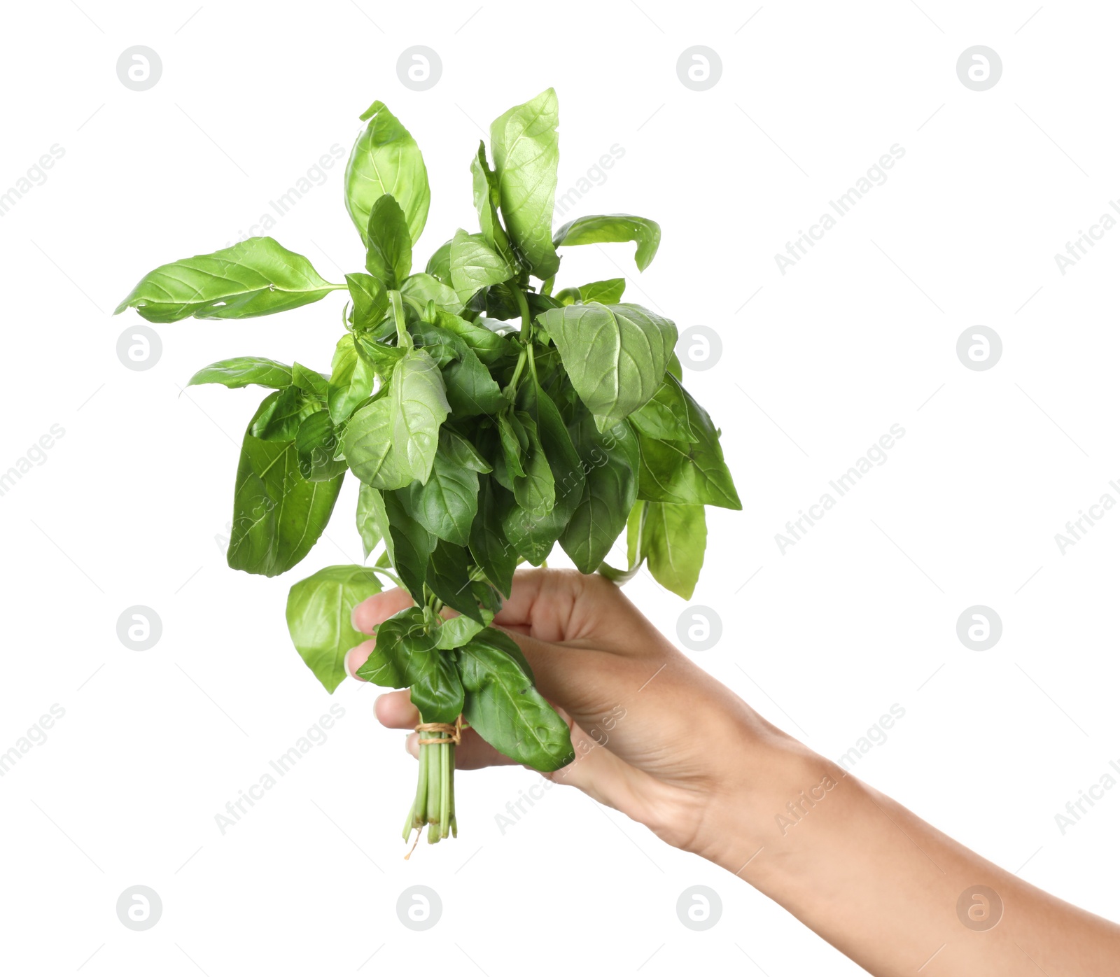 Photo of Woman holding basil on white background. Fresh herb