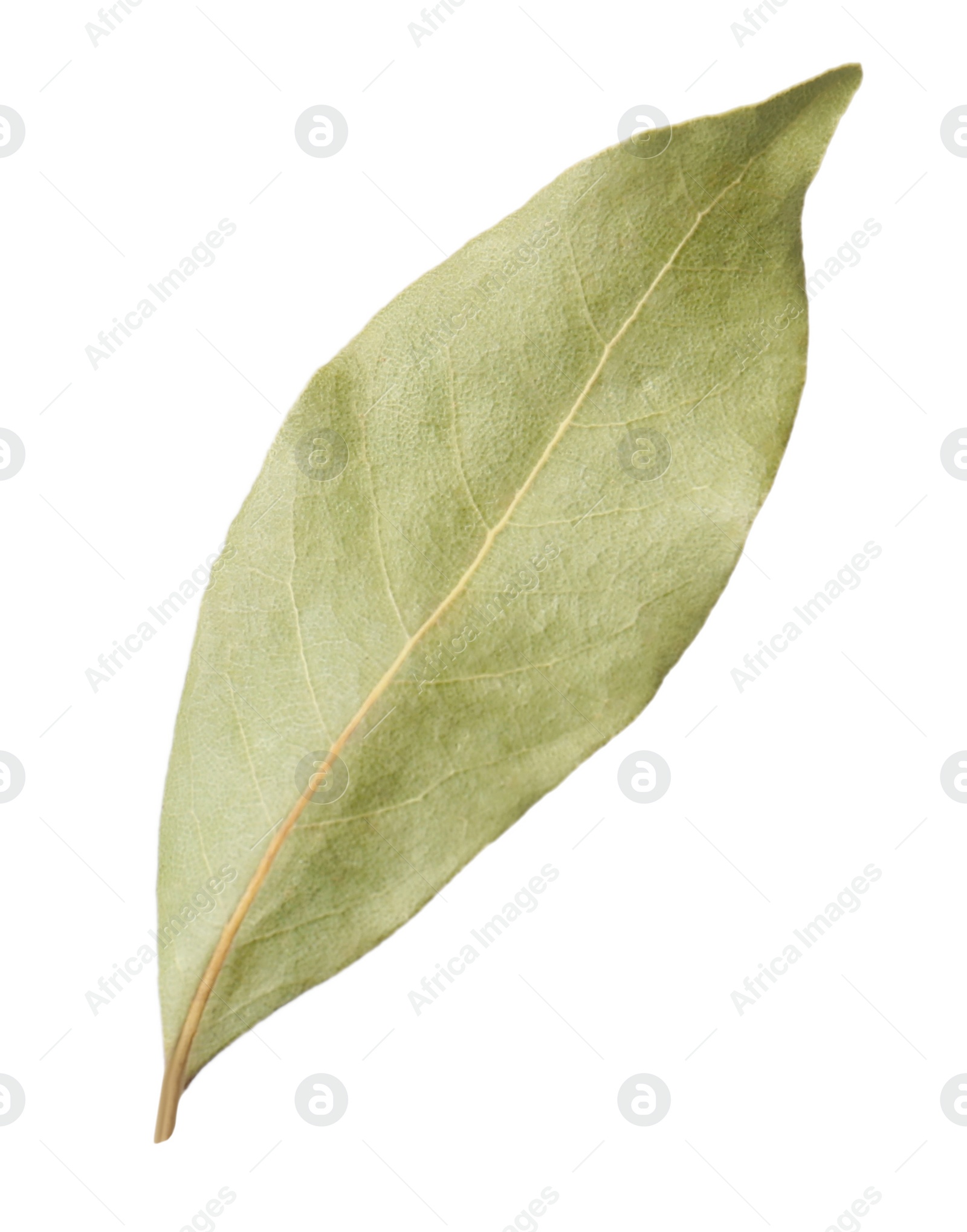 Photo of One aromatic bay leaf isolated on white