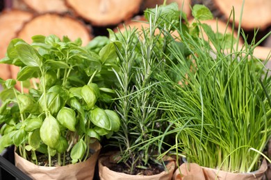 Different aromatic potted herbs on blurred background, closeup