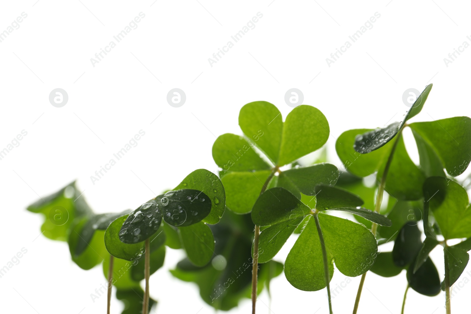 Photo of Clover leaves on white background, closeup. St. Patrick's Day symbol