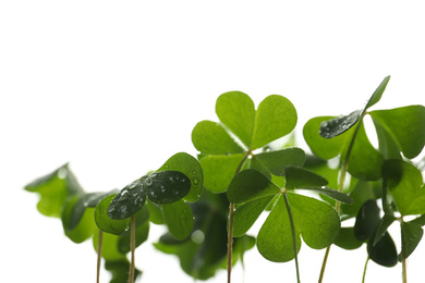 Clover leaves on white background, closeup. St. Patrick's Day symbol