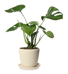 Beautiful monstera plant in pot on white background. House decor