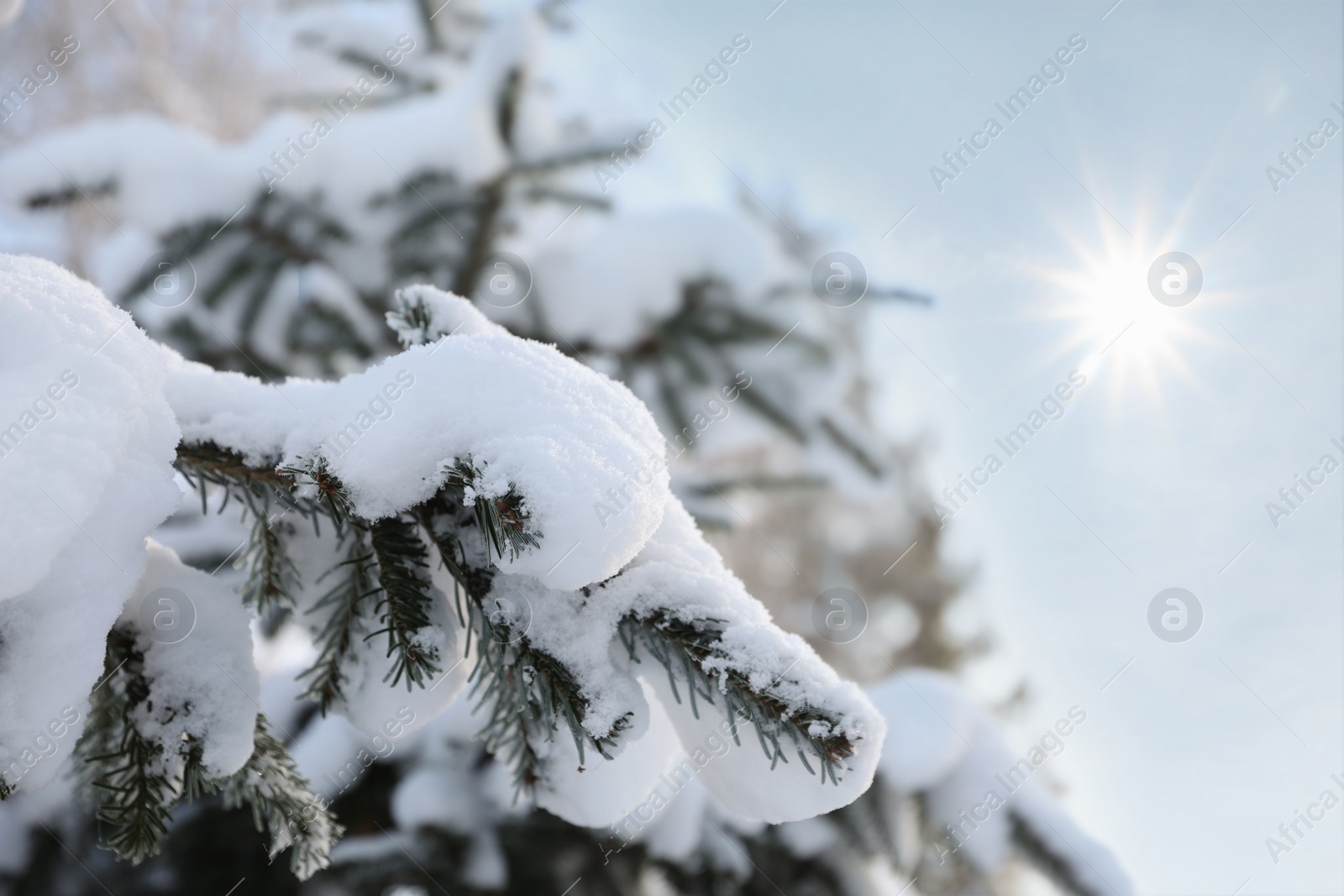 Photo of Fir branches covered with snow in winter morning, closeup