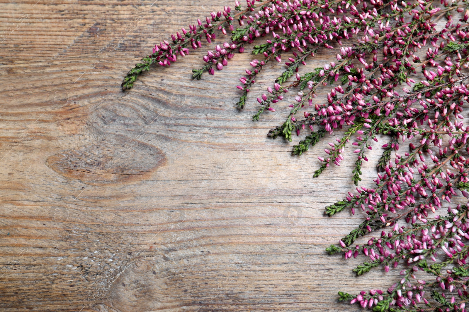 Photo of Heather branches with beautiful flowers on wooden table, flat lay. Space for text