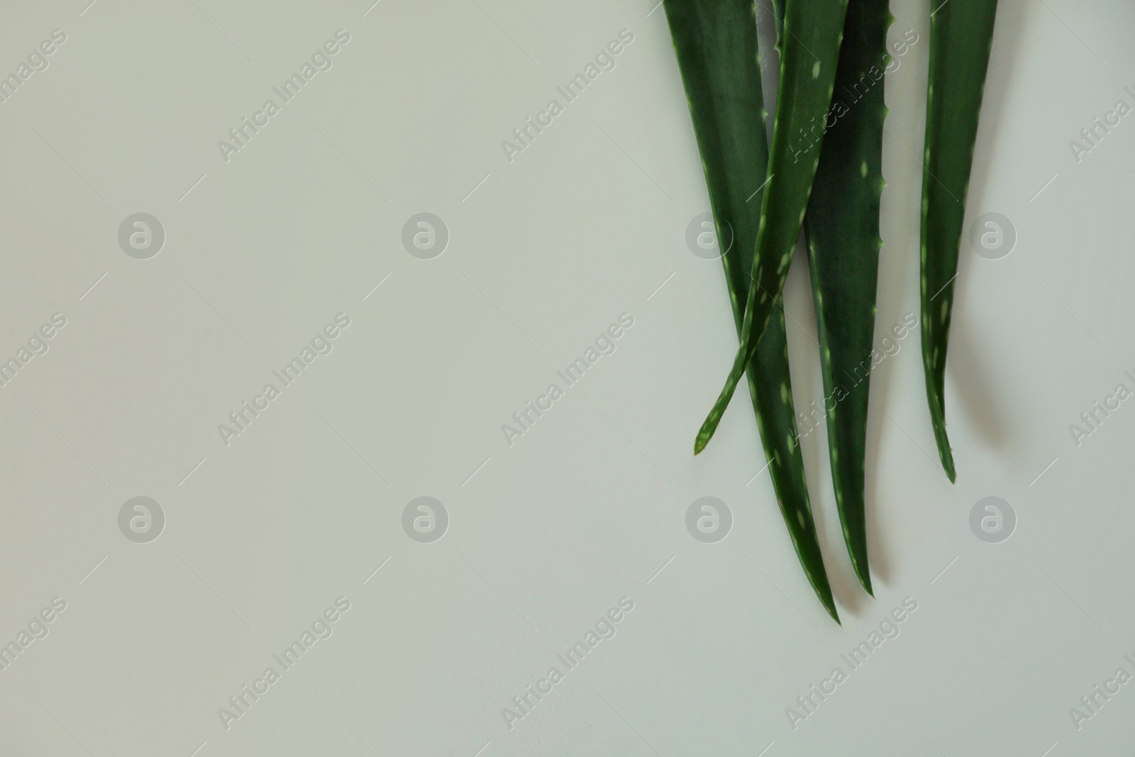 Photo of Green aloe vera leaves on light background, top view. Space for text