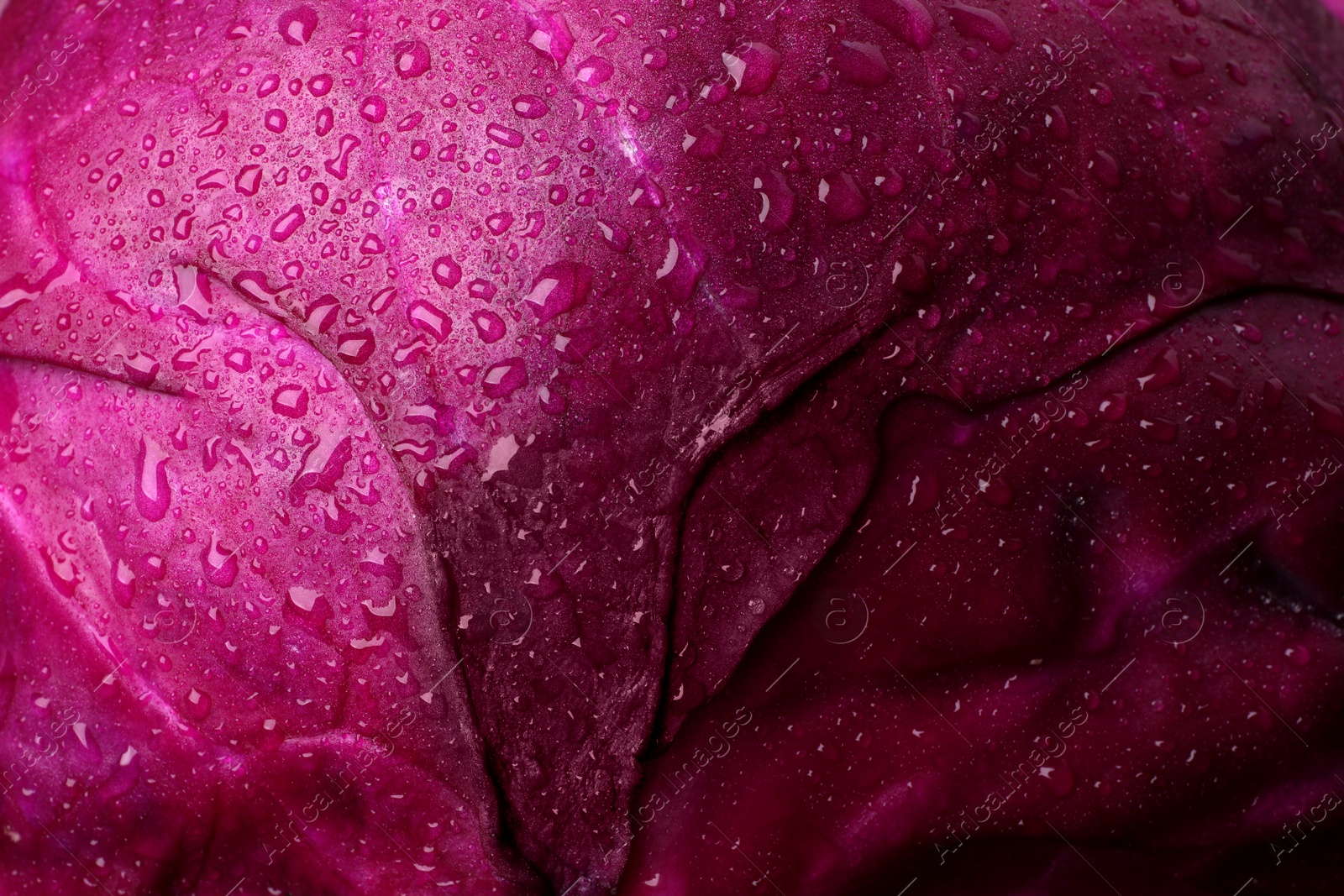 Photo of Fresh ripe red cabbage with water drops as background, closeup