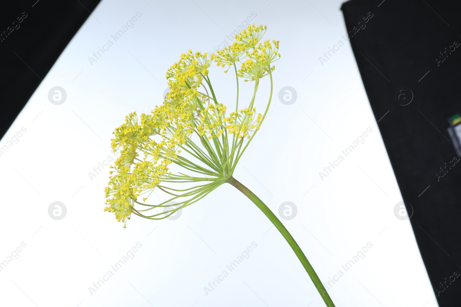 Photo of Fresh flowering dill inflorescence on white background