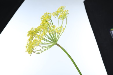 Photo of Fresh flowering dill inflorescence on white background