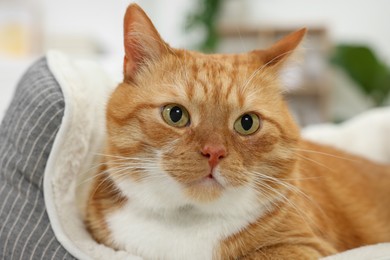 Photo of Cute ginger cat lying on pet bed at home, closeup