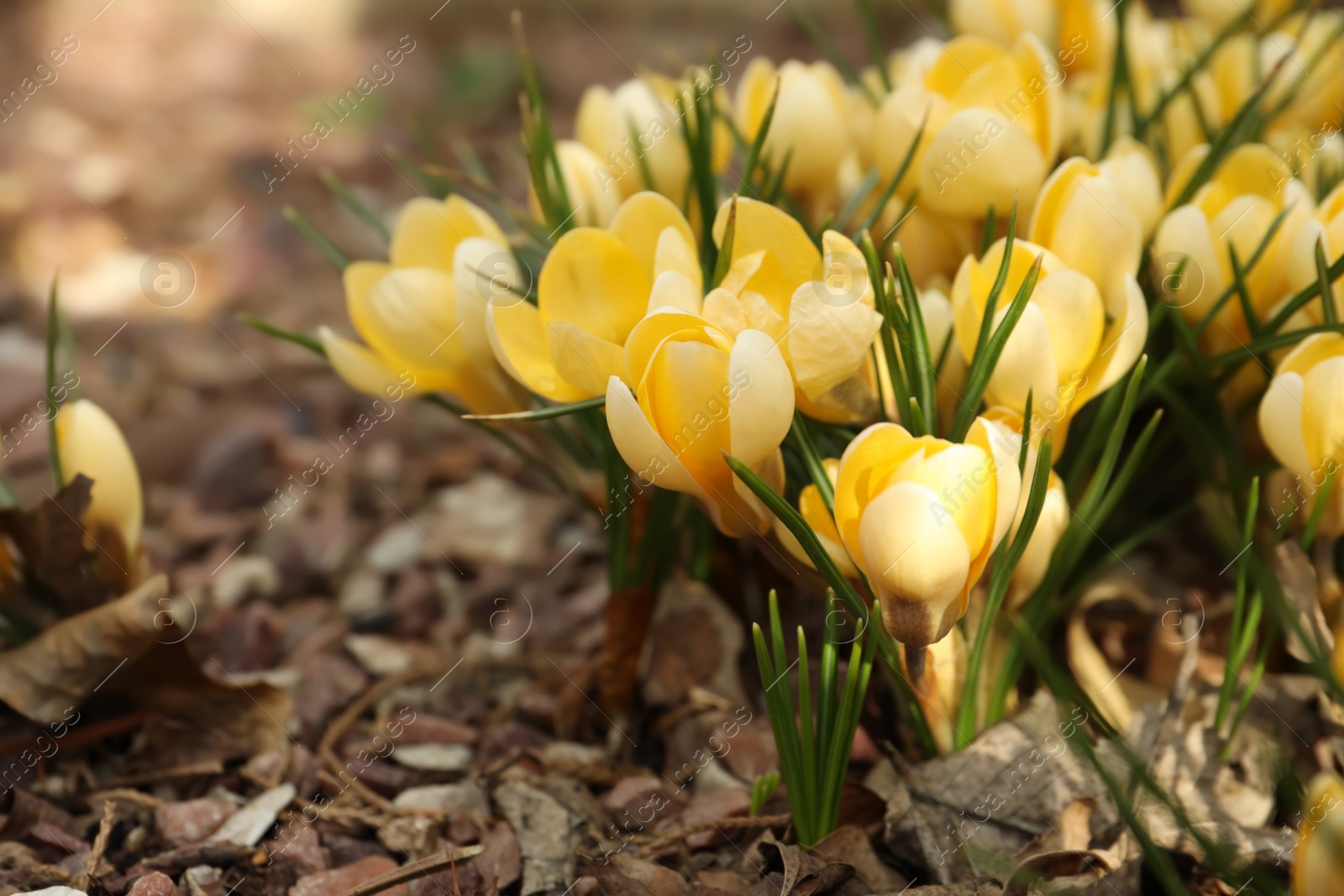 Photo of Beautiful yellow crocus flowers growing in garden, closeup