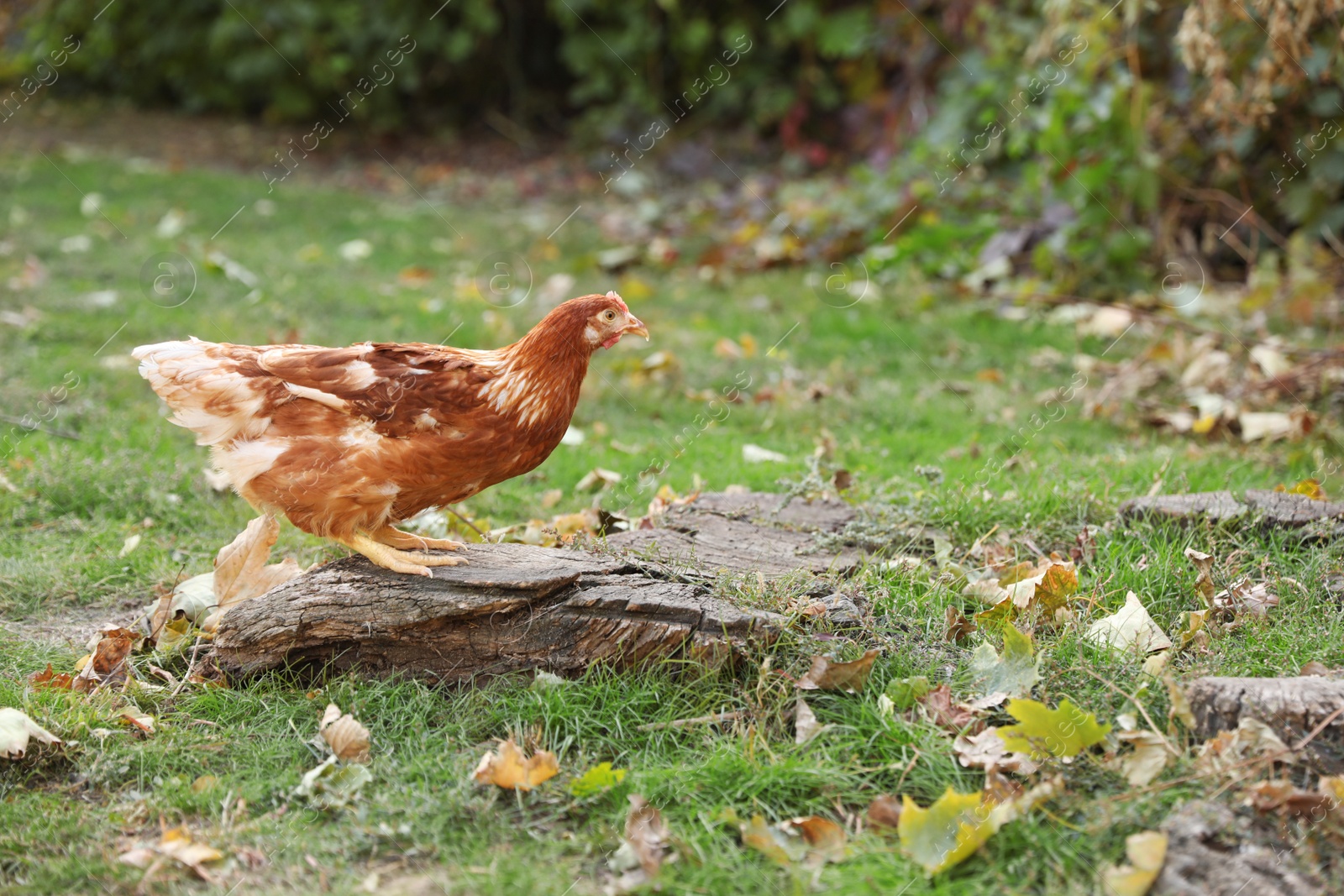 Photo of Beautiful chicken in yard on farm. Domestic animal