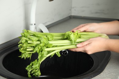 Woman washing fresh green celery in kitchen sink, closeup