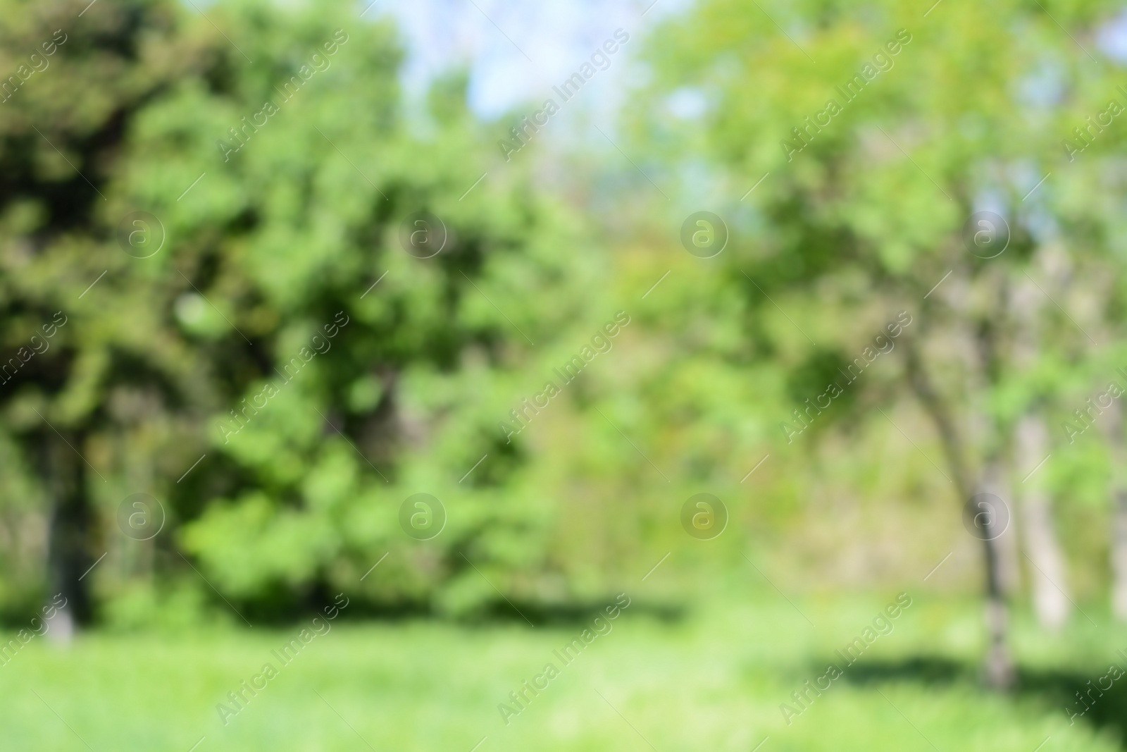 Photo of Park with trees on sunny day, blurred view. Bokeh effect