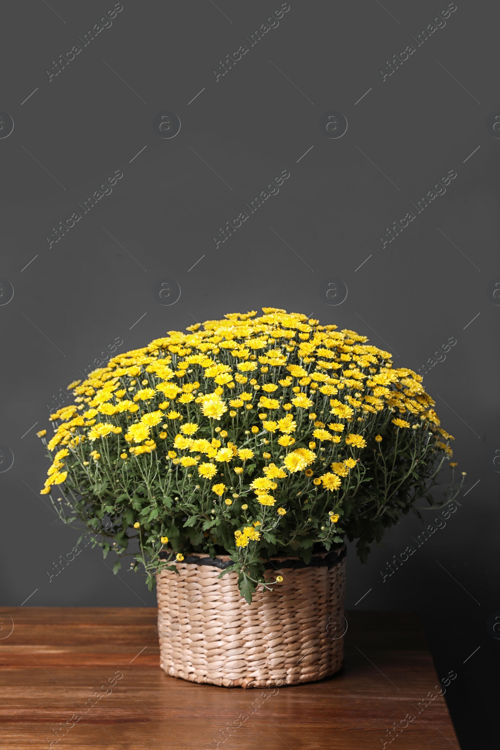 Photo of Basket with yellow chrysanthemum flowers on wooden table against dark grey background. Space for text