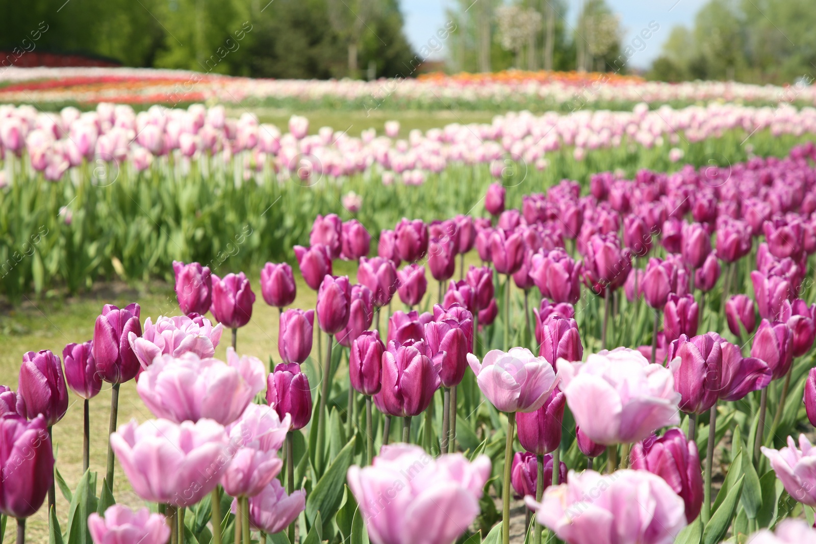 Photo of Beautiful colorful tulip flowers growing in field, selective focus