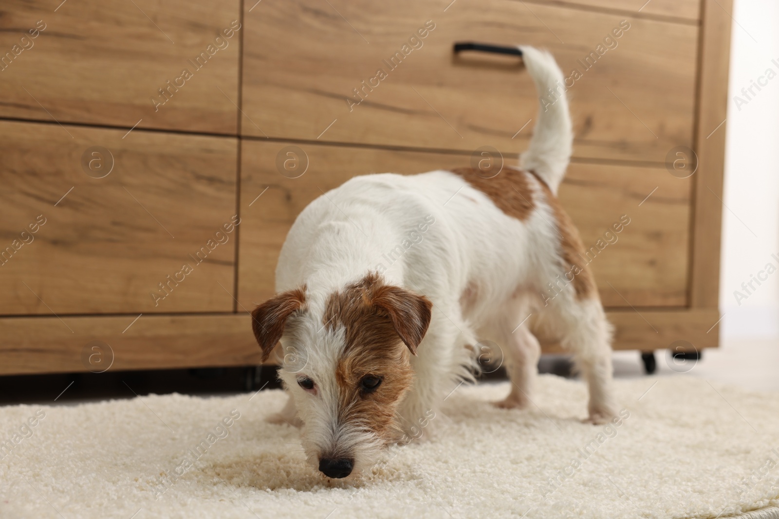 Photo of Cute dog near wet spot on rug indoors