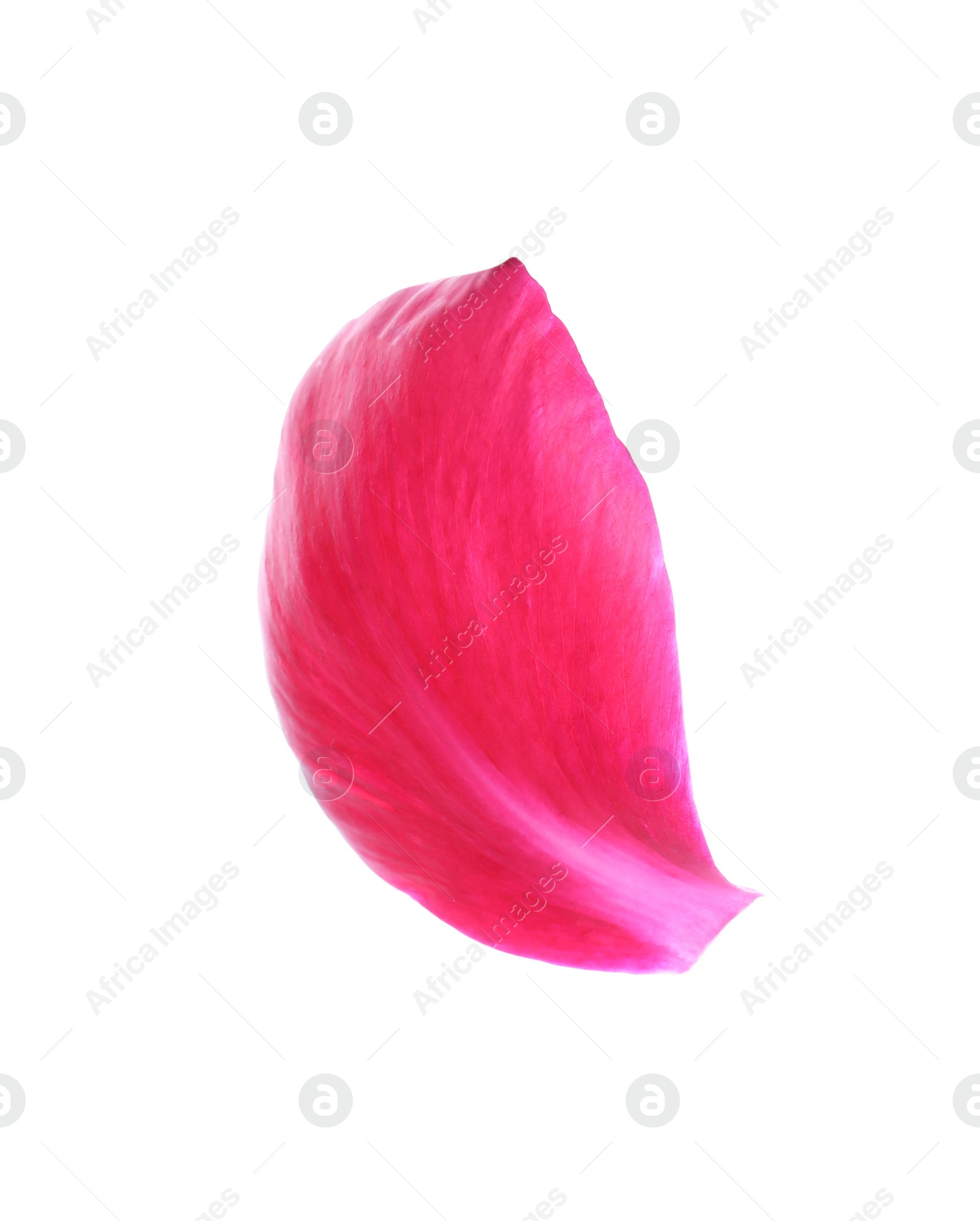 Photo of Beautiful petal of peony flower isolated on white