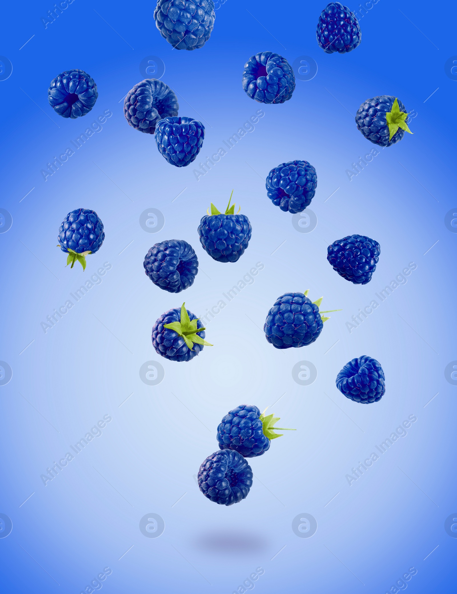 Image of Many fresh blue raspberries falling on blue background