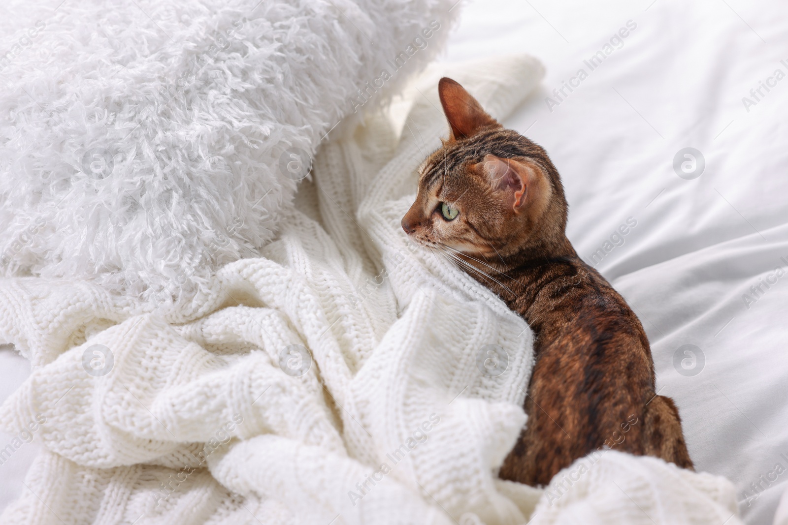 Photo of Cute Bengal cat lying on bed at home, space for text. Adorable pet