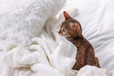 Cute Bengal cat lying on bed at home, space for text. Adorable pet