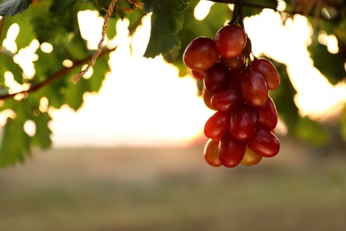 Fresh ripe juicy grapes growing in vineyard