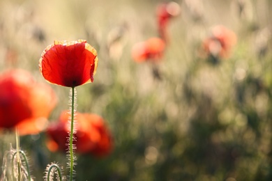 Photo of Beautiful blooming red poppy flower in field. Space for text
