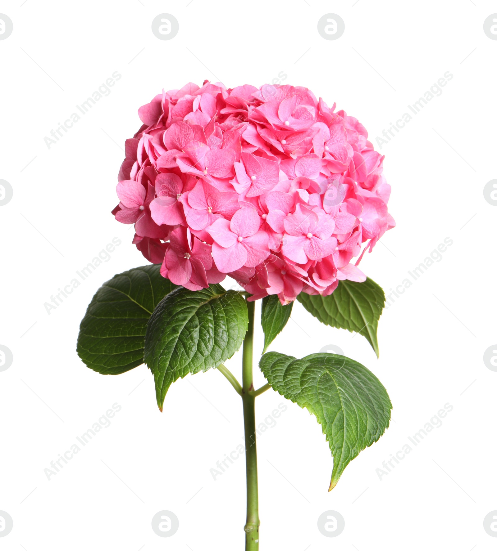 Photo of Branch of hortensia plant with delicate flowers on white background