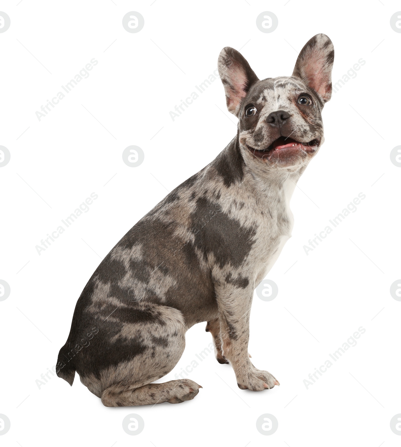 Photo of Cute French Bulldog sitting on white background