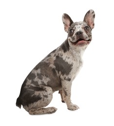 Photo of Cute French Bulldog sitting on white background