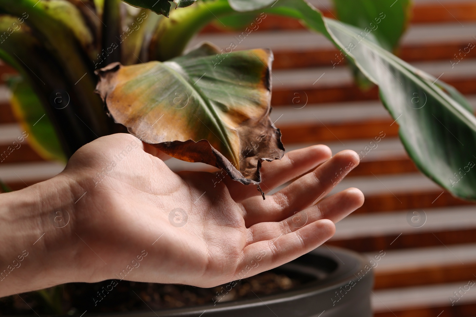 Photo of Man touching houseplant with damaged leaves indoors, closeup