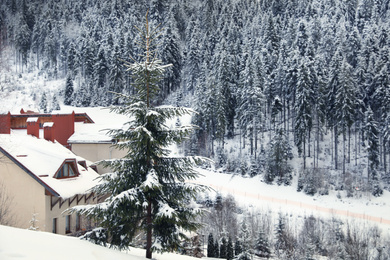Photo of Beautiful snowy fir tree near building on winter day