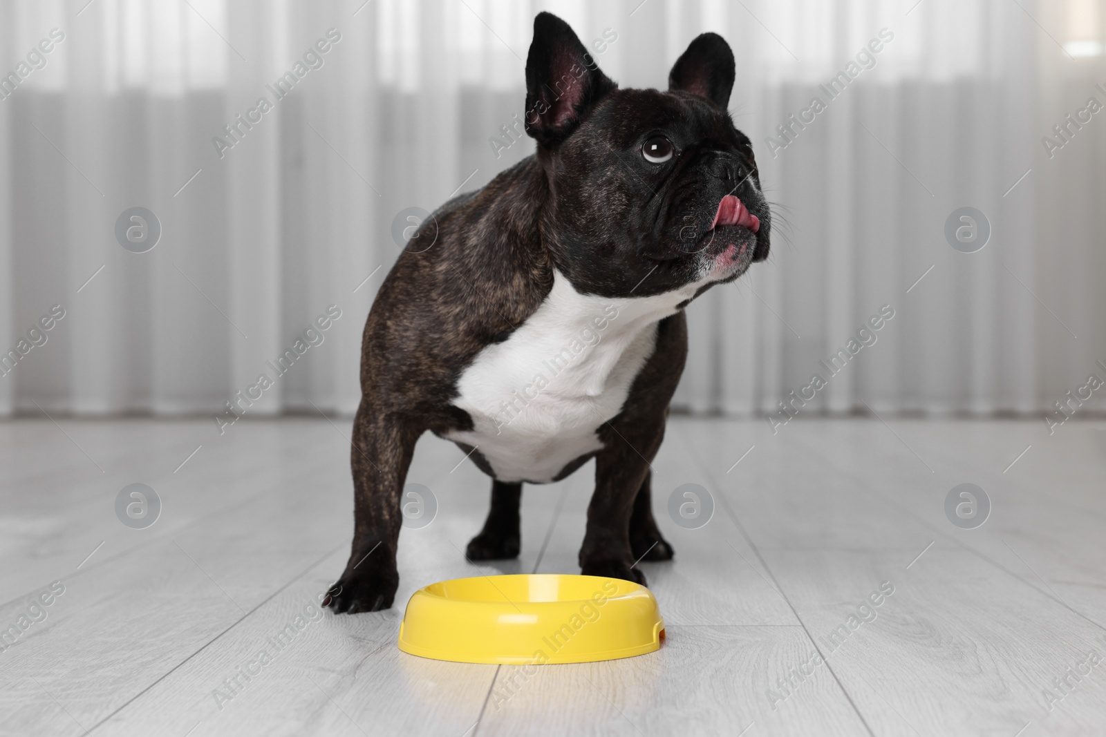 Photo of Adorable French Bulldog near yellow bowl indoors. Lovely pet