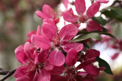 Photo of Beautiful cherry tree with pink blossoms outdoors, closeup. Spring season