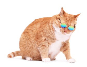 Cute ginger cat in stylish sunglasses on white background