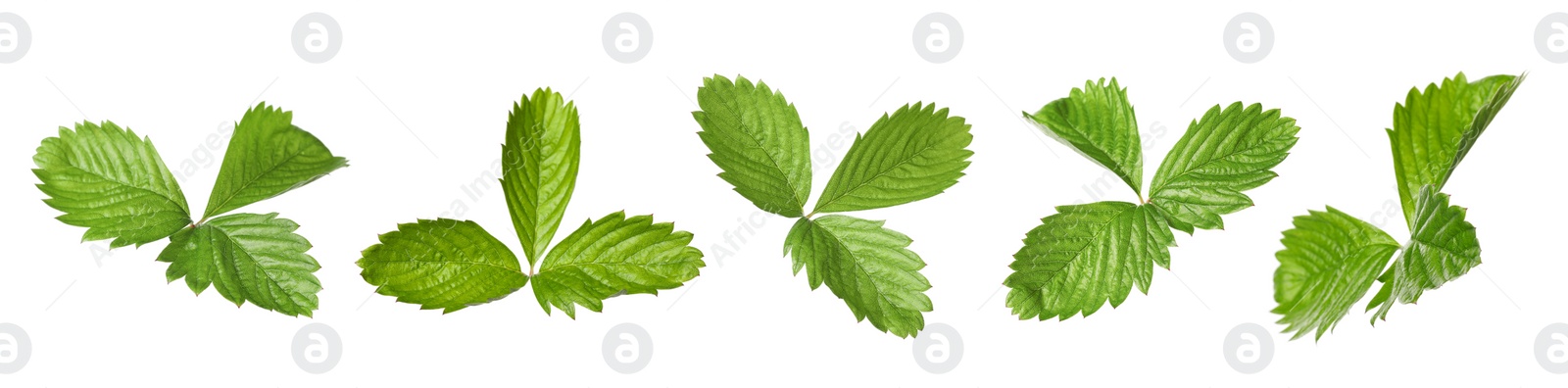 Image of Set with bright green wild strawberry leaves isolated on white
