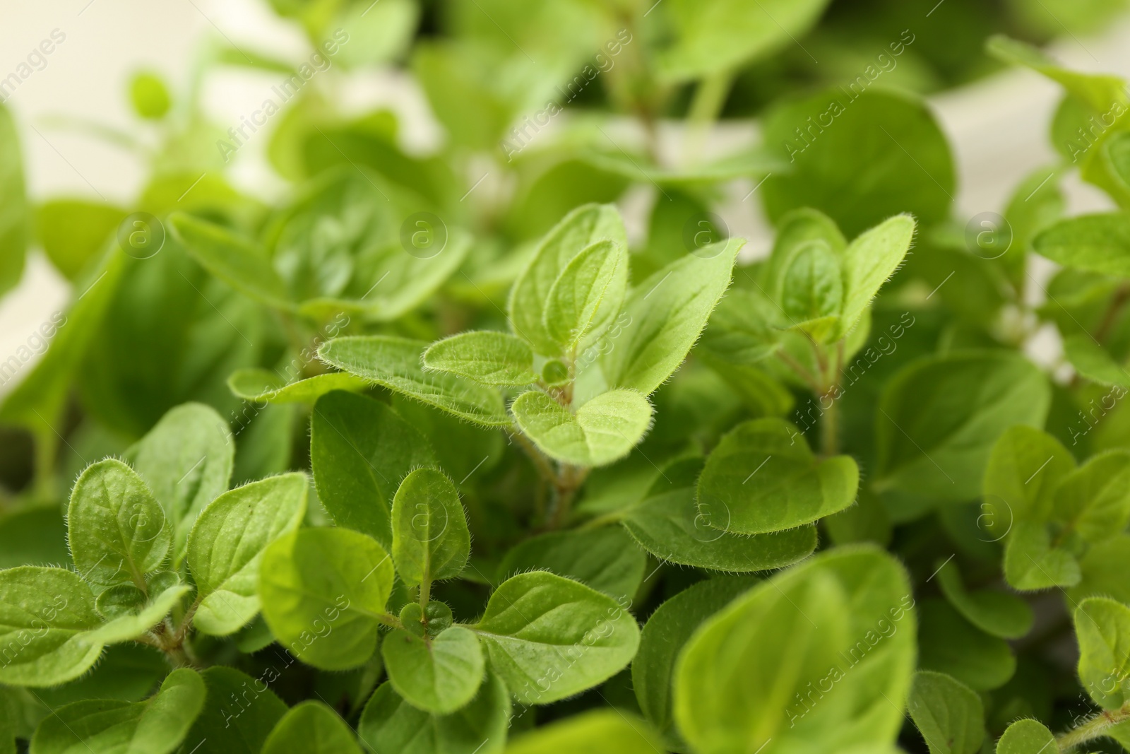 Photo of Aromatic green oregano on light background, closeup