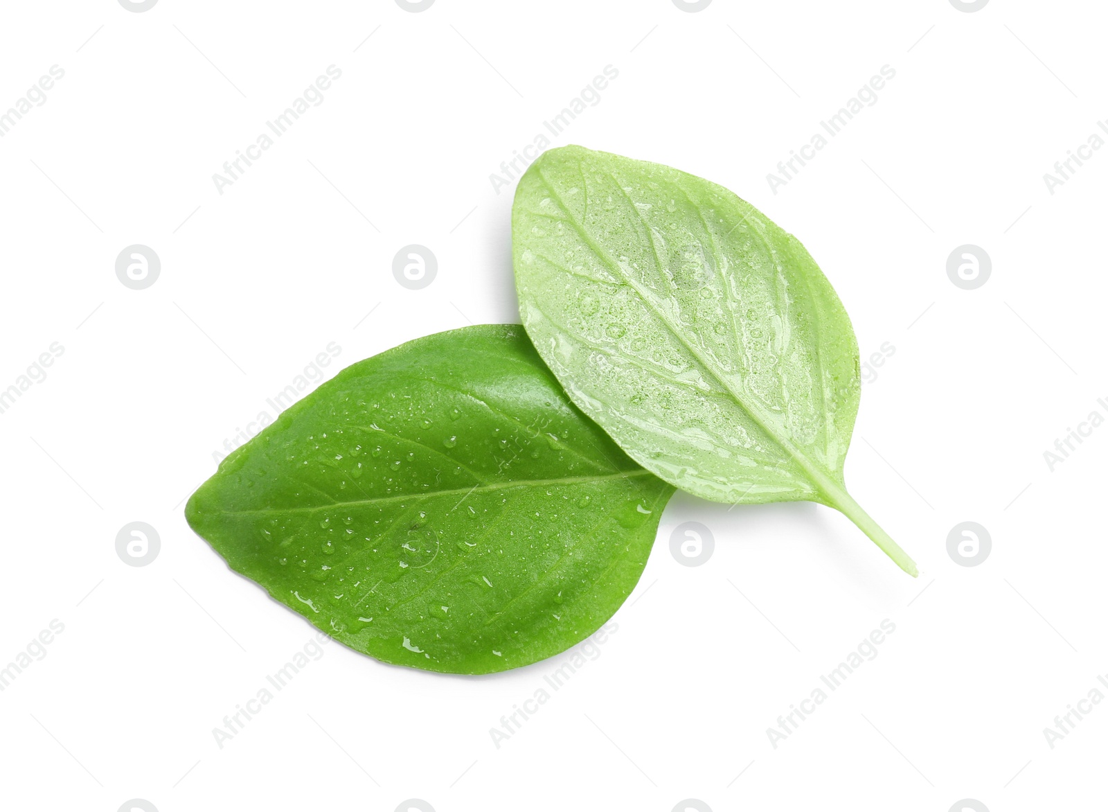 Photo of Fresh green basil leaves on white background