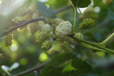 Photo of Tree branch with unripe mulberries in sunlight, closeup