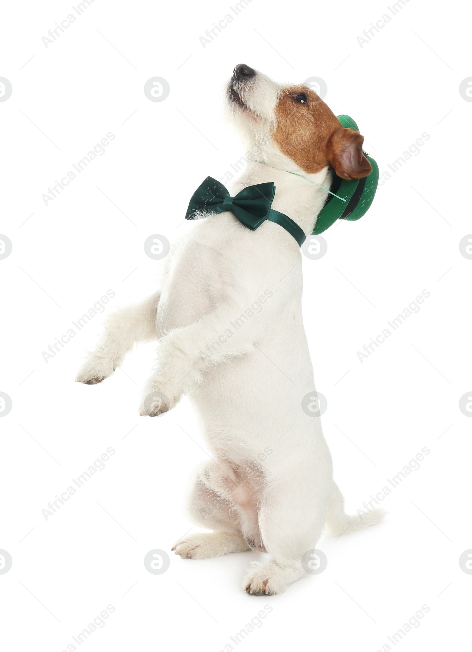 Photo of Jack Russell terrier with leprechaun hat and bow tie on white background. St. Patrick's Day