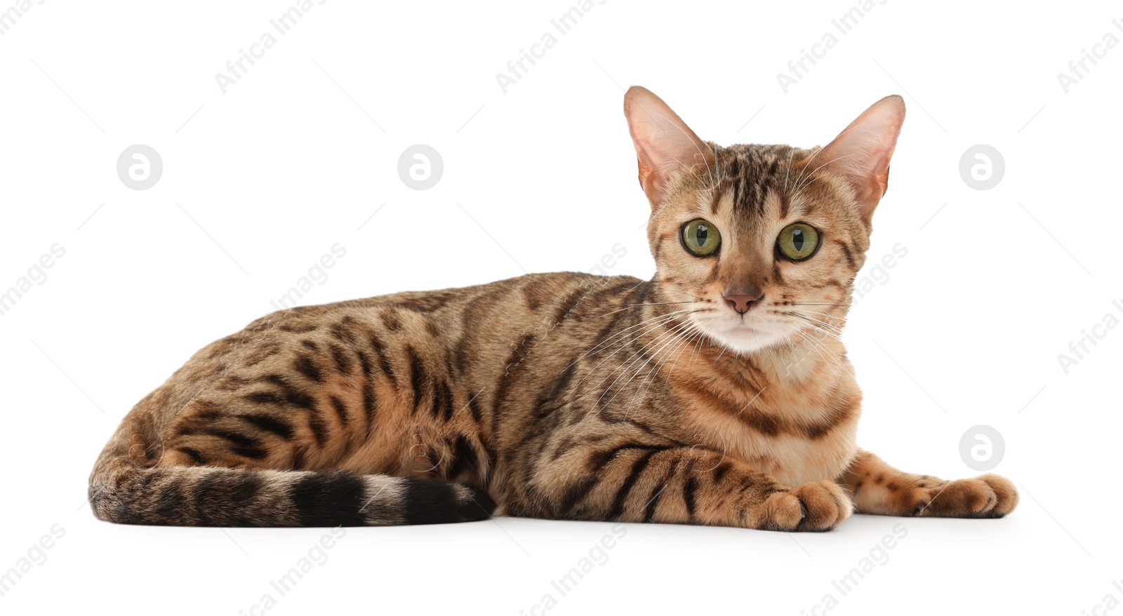 Photo of Cute Bengal cat on white background. Adorable pet