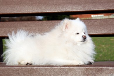 Photo of Cute fluffy Pomeranian dog on wooden bench outdoors. Lovely pet