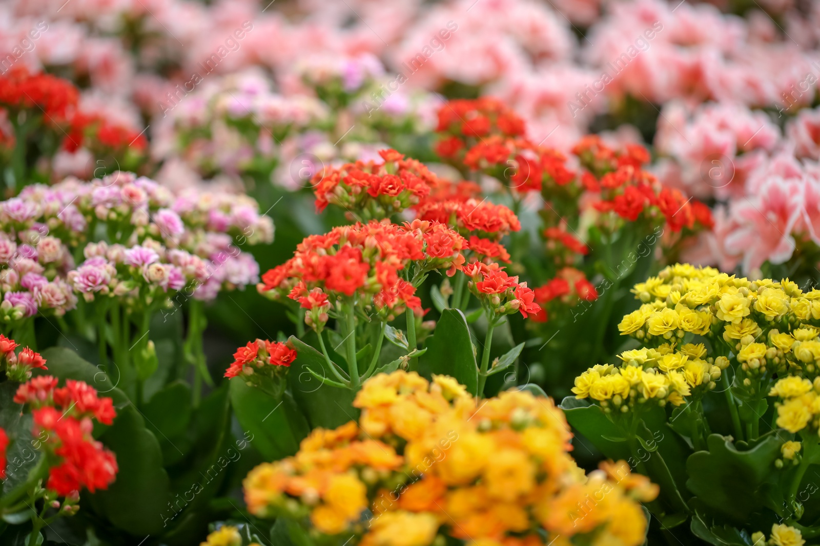 Photo of Beautiful blooming kalanchoe flowers, closeup. Tropical plant