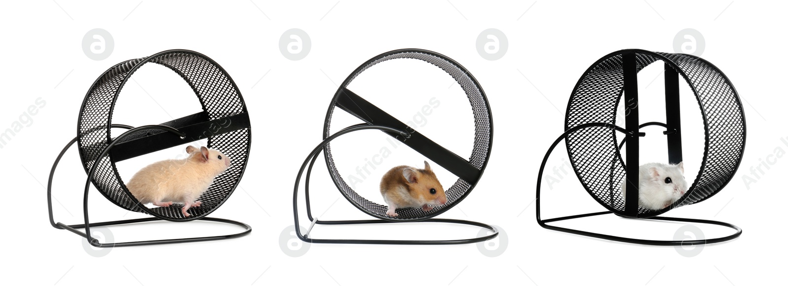 Image of Cute funny hamsters running in wheels on white background, collage. Banner design