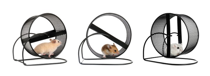 Image of Cute funny hamsters running in wheels on white background, collage. Banner design