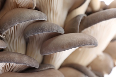 Photo of Delicious organic oyster mushrooms as background, closeup