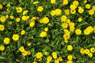 Photo of Beautiful blooming dandelions in green meadow, top view