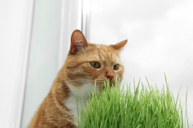 Photo of Cute ginger cat near green grass on windowsill indoors